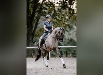 Lusitano, Ogier, 13 lat, 164 cm, Grullo
