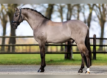 Lusitano, Ogier, 13 lat, 164 cm, Grullo