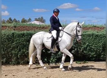 Lusitano, Ogier, 13 lat, 165 cm, Siwa