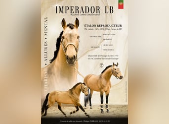 Lusitano, Ogier, 13 lat, 166 cm, Bułana