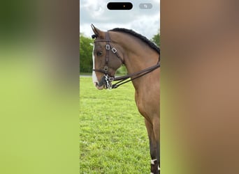Lusitano Mix, Ogier, 14 lat, 157 cm, Ciemnogniada
