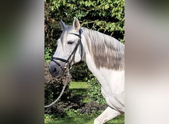 Lusitano, Ogier, 14 lat, 164 cm, Siwa