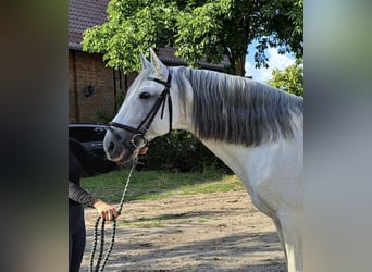 Lusitano, Ogier, 14 lat, 164 cm, Siwa