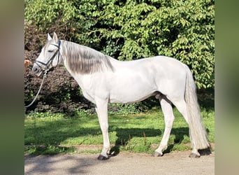 Lusitano, Ogier, 14 lat, 164 cm, Siwa