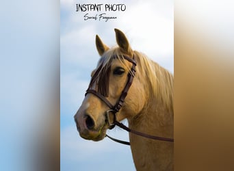 Lusitano Mix, Ogier, 16 lat, 160 cm, Izabelowata
