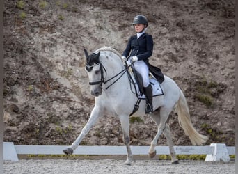 Lusitano, Ogier, 16 lat, 161 cm, Siwa