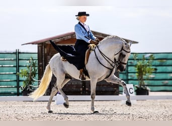 Lusitano, Ogier, 16 lat, 161 cm, Siwa