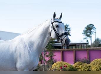 Lusitano, Ogier, 16 lat, 163 cm, Siwa