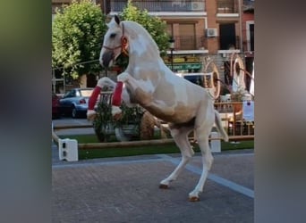 Lusitano Mix, Ogier, 1 Rok, 150 cm, Srokata