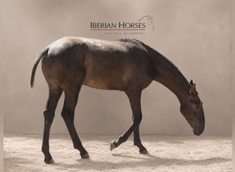 Lusitano Mix, Ogier, 1 Rok, 152 cm, Siwa