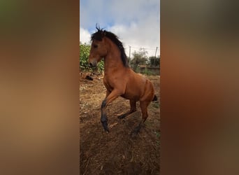 Lusitano, Ogier, 1 Rok, 155 cm, Gniada