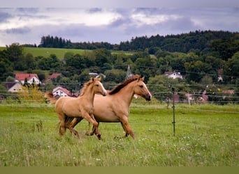 Lusitano, Ogier, 1 Rok, 160 cm, Bułana