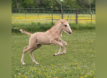Lusitano, Ogier, 1 Rok, 160 cm, Bułana