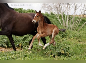 Lusitano Mix, Ogier, 1 Rok, 160 cm, Gniada