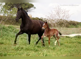 Lusitano Mix, Ogier, 1 Rok, 160 cm, Gniada