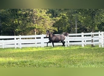 Lusitano, Ogier, 1 Rok, 163 cm, Siwa