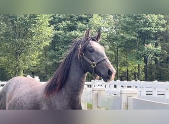 Lusitano, Ogier, 1 Rok, 163 cm, Siwa