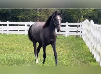 Lusitano, Ogier, 1 Rok, 163 cm, Siwa