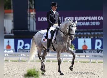 Lusitano, Ogier, 1 Rok, 163 cm, Siwa