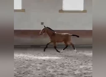 Lusitano, Ogier, 1 Rok, 164 cm, Jelenia