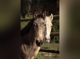 Lusitano, Ogier, 1 Rok, 164 cm, Jelenia