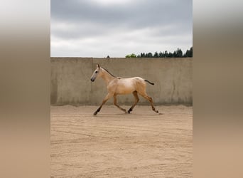 Lusitano, Ogier, 1 Rok, 164 cm, Jelenia