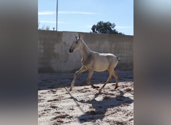 Lusitano, Ogier, 1 Rok, 164 cm, Jelenia