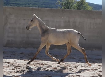 Lusitano, Ogier, 1 Rok, 164 cm, Jelenia