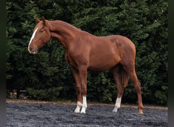 Lusitano, Ogier, 1 Rok, 164 cm, Kasztanowata