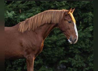 Lusitano, Ogier, 1 Rok, 164 cm, Kasztanowata