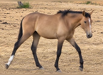 Lusitano, Ogier, 1 Rok, 165 cm, Bułana