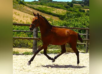 Lusitano, Ogier, 1 Rok, 165 cm, Gniada
