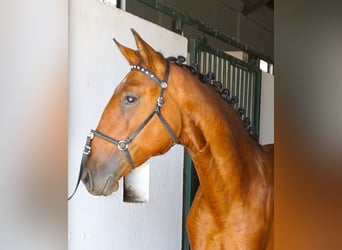 Lusitano, Ogier, 1 Rok, 165 cm, Gniada