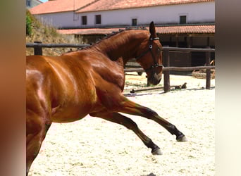 Lusitano, Ogier, 1 Rok, 165 cm, Gniada