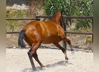 Lusitano, Ogier, 1 Rok, 165 cm, Gniada