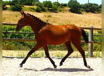 Lusitano, Ogier, 1 Rok, 165 cm, Gniada