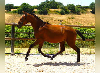 Lusitano, Ogier, 1 Rok, 165 cm, Gniada