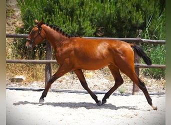 Lusitano, Ogier, 1 Rok, 165 cm, Gniada