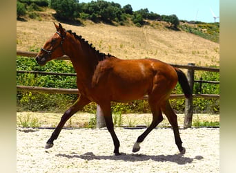 Lusitano, Ogier, 1 Rok, 165 cm, Gniada