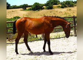 Lusitano, Ogier, 1 Rok, 165 cm, Gniada