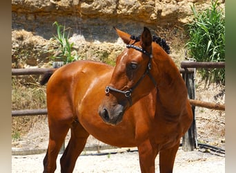 Lusitano, Ogier, 1 Rok, 165 cm, Gniada