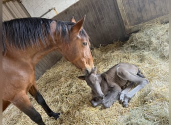 Lusitano, Ogier, 1 Rok, 165 cm, Kara