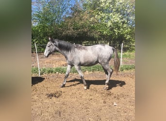 Lusitano, Ogier, 1 Rok, 165 cm, Siwa jabłkowita