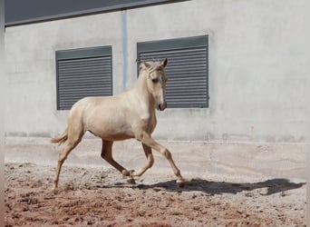 Lusitano, Ogier, 1 Rok, 166 cm, Izabelowata