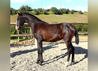 Lusitano, Ogier, 1 Rok, 167 cm, Ciemnogniada