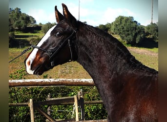 Lusitano, Ogier, 1 Rok, 167 cm, Ciemnogniada