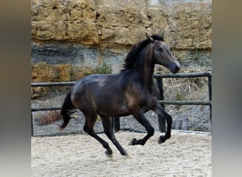 Lusitano, Ogier, 1 Rok, 168 cm, Stalowosiwy