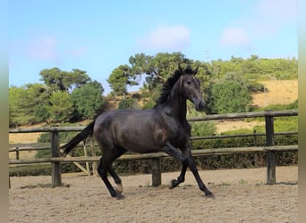Lusitano, Ogier, 1 Rok, 168 cm, Stalowosiwy