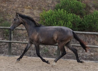 Lusitano, Ogier, 1 Rok, 168 cm, Stalowosiwy