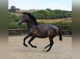 Lusitano, Ogier, 1 Rok, 168 cm, Stalowosiwy